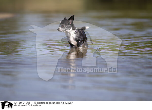 Kurzhaarchihuahua / shorthaired Chihuahua / JM-21366