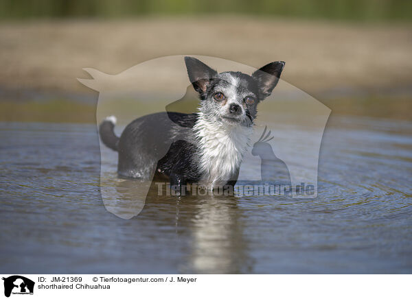 Kurzhaarchihuahua / shorthaired Chihuahua / JM-21369