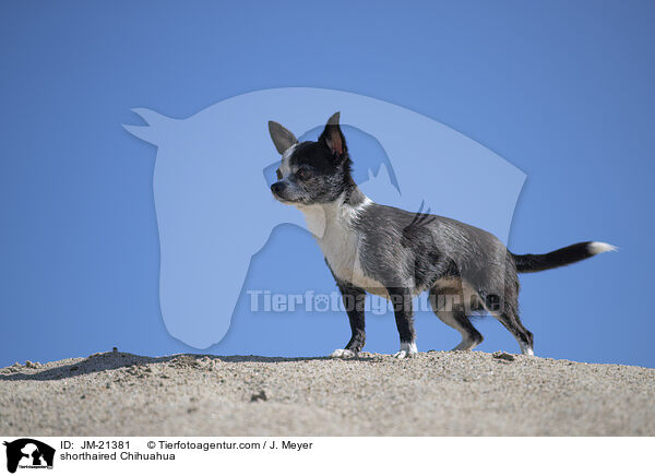 Kurzhaarchihuahua / shorthaired Chihuahua / JM-21381