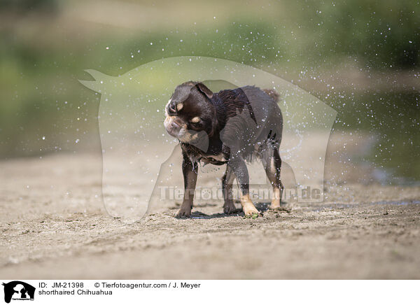 shorthaired Chihuahua / JM-21398