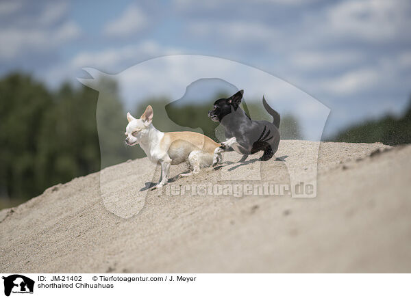 shorthaired Chihuahuas / JM-21402