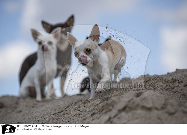 Kurzhaarchihuahuas / shorthaired Chihuahuas / JM-21404