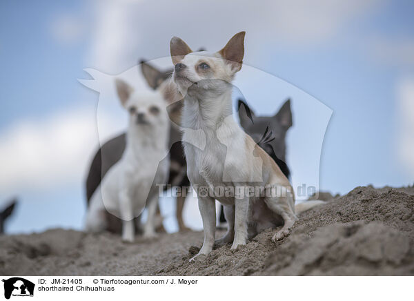 Kurzhaarchihuahuas / shorthaired Chihuahuas / JM-21405