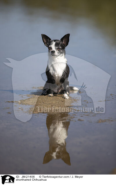 Kurzhaarchihuahua / shorthaired Chihuahua / JM-21406