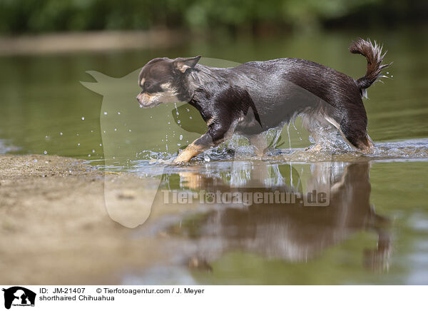 shorthaired Chihuahua / JM-21407