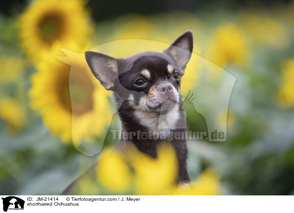 Kurzhaarchihuahua / shorthaired Chihuahua / JM-21414