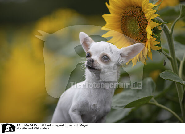 Kurzhaarchihuahua / shorthaired Chihuahua / JM-21415
