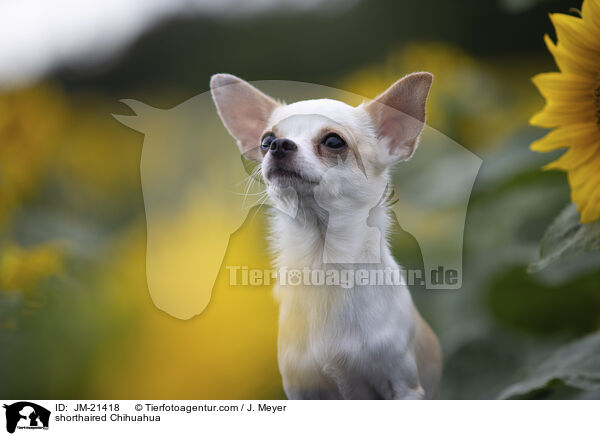 Kurzhaarchihuahua / shorthaired Chihuahua / JM-21418
