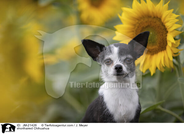 Kurzhaarchihuahua / shorthaired Chihuahua / JM-21426