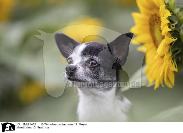 Kurzhaarchihuahua / shorthaired Chihuahua / JM-21428