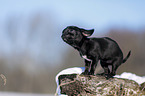 young shorthaired Chihuahua