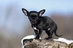 young shorthaired Chihuahua