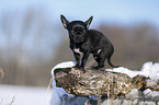 young shorthaired Chihuahua