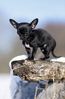 young shorthaired Chihuahua