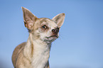 shorthaired Chihuahua Portrait