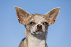 shorthaired Chihuahua Portrait