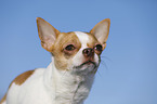 shorthaired Chihuahua Portrait