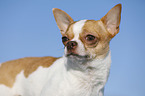 shorthaired Chihuahua Portrait