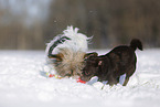 2 dogs