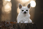 shorthaired male Chihuahua