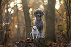 shorthaired male Chihuahua and Royal Standard Poodle