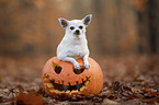 shorthaired male Chihuahua