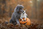 shorthaired male Chihuahua and Royal Standard Poodle