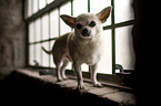 shorthaired male Chihuahua
