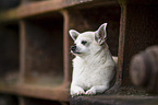 shorthaired male Chihuahua