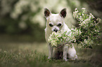 shorthaired male Chihuahua