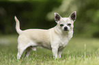 shorthaired male Chihuahua