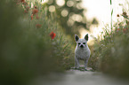 shorthaired male Chihuahua