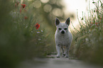 shorthaired male Chihuahua
