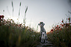 shorthaired male Chihuahua and Royal Standard Poodle