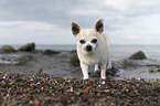 shorthaired male Chihuahua