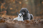shorthaired male Chihuahua and Royal Standard Poodle