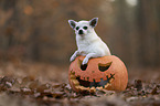 shorthaired male Chihuahua