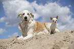 dogs