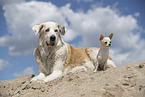 dogs