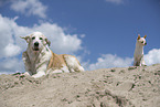 dogs