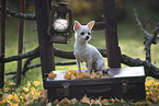 shorthaired Chihuahua
