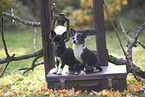 shorthaired Chihuahuas