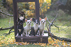 shorthaired Chihuahuas