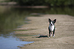 shorthaired Chihuahua