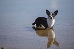 shorthaired Chihuahua