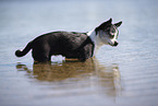 shorthaired Chihuahua