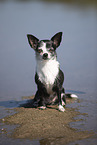 shorthaired Chihuahua