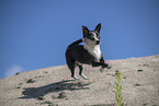 shorthaired Chihuahua