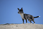 shorthaired Chihuahua