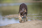 shorthaired Chihuahua